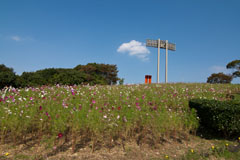 神戸総合運動公園のコスモスの丘の画像