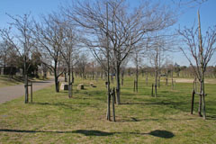 芦屋市総合公園の木々の画像