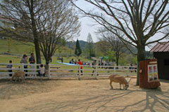 六甲山牧場の動物ふれあい広場の画像