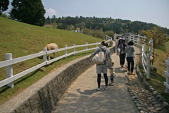 六甲山牧場の羊の画像