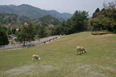 六甲山牧場の斜面の画像