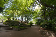 須磨離宮公園のもみじの道の画像