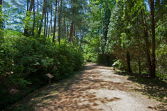 森林植物園の山道の画像
