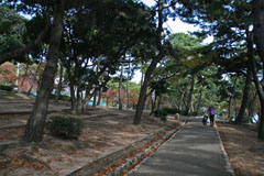 須磨浦公園の松林の画像