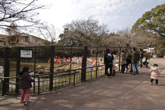 王子動物園のフラミンゴの画像