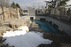 王子動物園のホッキョクグマの画像