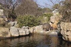 王子動物園のカバの画像