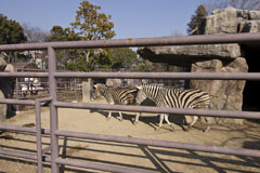 王子動物園のシマウマの画像
