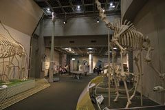 王子動物園の動物科学資料館館内の画像